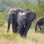 Elephants feeding